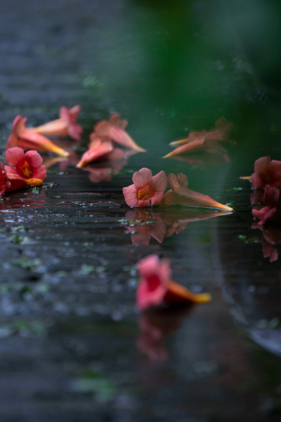 [YITUYU艺图语]2025.07.20 老门东雨中的凌霄花 YITUYU艺图语-第1张